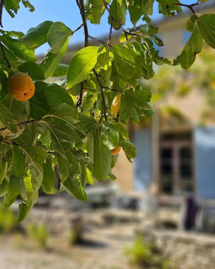 Mas La Vitalis Chambres D'Hotes LʼIsle-sur-la-Sorgue Dış mekan fotoğraf